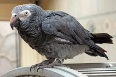 Timneh Parrot photo 2