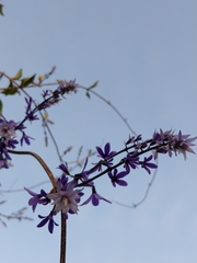 Petrea volubilis