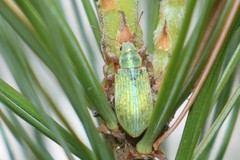 Pachyrhinus elegans