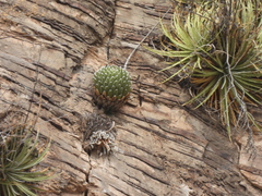 Agave victoriae-reginae swobodae