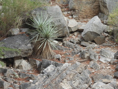 Yucca rigida