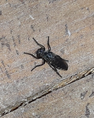 Cyrtopogon lateralis