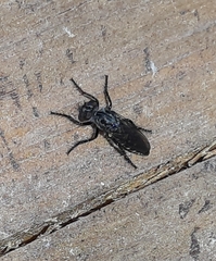 Cyrtopogon lateralis
