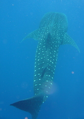 Rhincodon typus