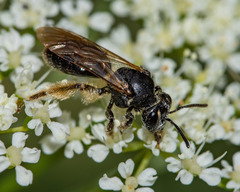 Andrena integra