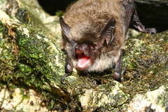 Myotis mystacinus