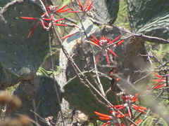 Erythrina flabelliformis