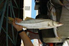 Centropomus undecimalis