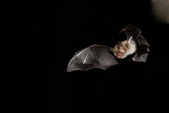 Myotis bechsteinii