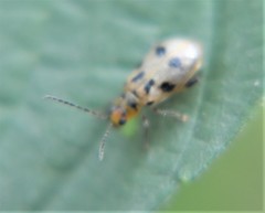 Systena nigroplagiata