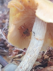 Oxyporus lateralis