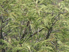Juniperus flaccida
