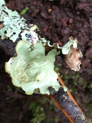 Cetrelia cetrarioides