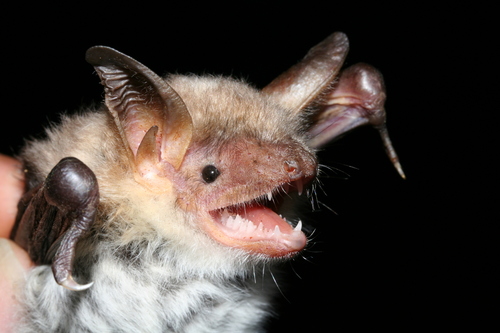 Lesser mouse-eared bat