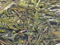 Nerodia clarkii clarkii