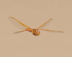 Libellula saturata