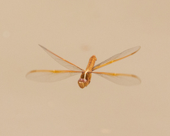 Libellula saturata