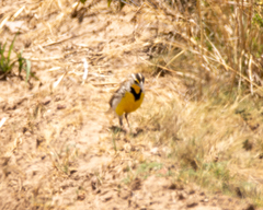 Sturnella magna auropectoralis