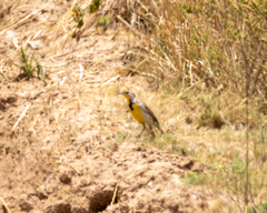 Sturnella magna auropectoralis