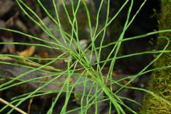 Equisetum pratense