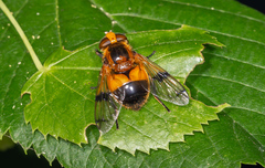 Volucella inflata