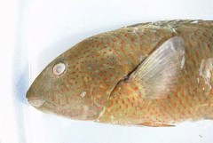 Thalassoma virens
