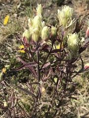 Castilleja pallida caudata