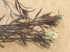 Castilleja pallida caudata
