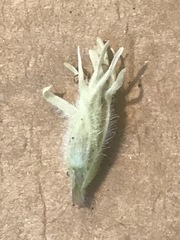 Castilleja pallida caudata