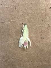 Castilleja pallida caudata