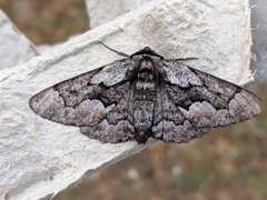 Phaeoura mexicanaria