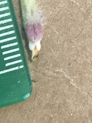 Castilleja pallida caudata