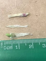 Castilleja pallida caudata