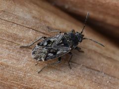 Sphragisticus nebulosus