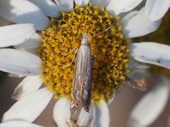 Isophrictis striatella