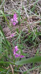 Phlox pilosa pilosa
