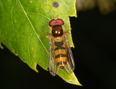 Meligramma cincta