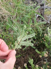Sophora molloyi