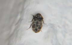 Trogoderma sternale aspericolle