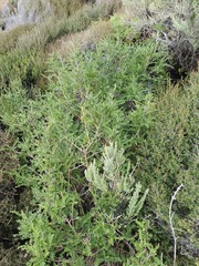 Sophora molloyi