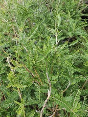 Sophora molloyi