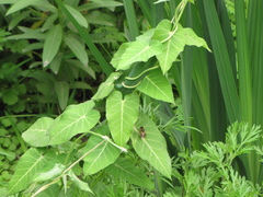 Cynanchum rostellatum, photograph Jens-Christian Svenning, CC BY, iNaturalist via GBIF