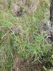 Sophora molloyi