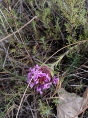 Thymus lotocephalus