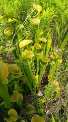 Sarraceniaceae