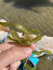 Potamogeton richardsonii