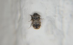 Trogoderma sternale aspericolle