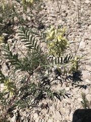 Astragalus racemosus