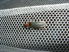 Lydomorphus bisignatus