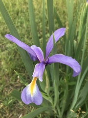 Iris pseudonotha